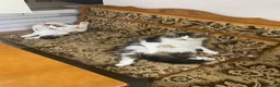 Mixed Breed cats for sale: Mum and daughter  - Advert 9