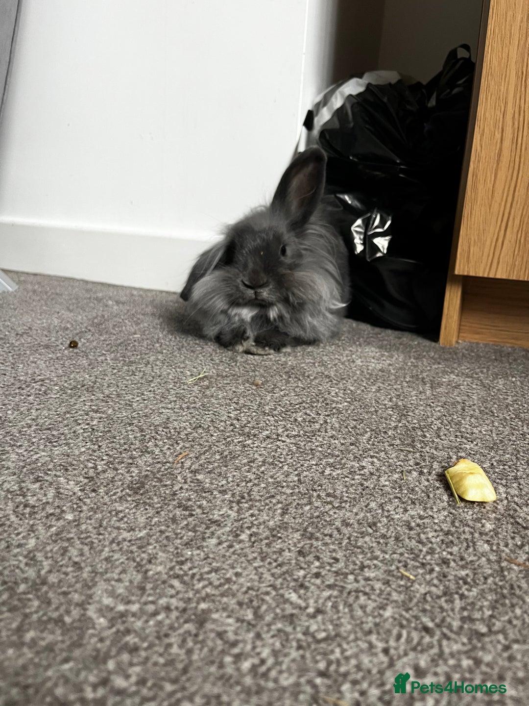 Mixed Breed rabbits for sale: Two rabbits for sale - Advert 3