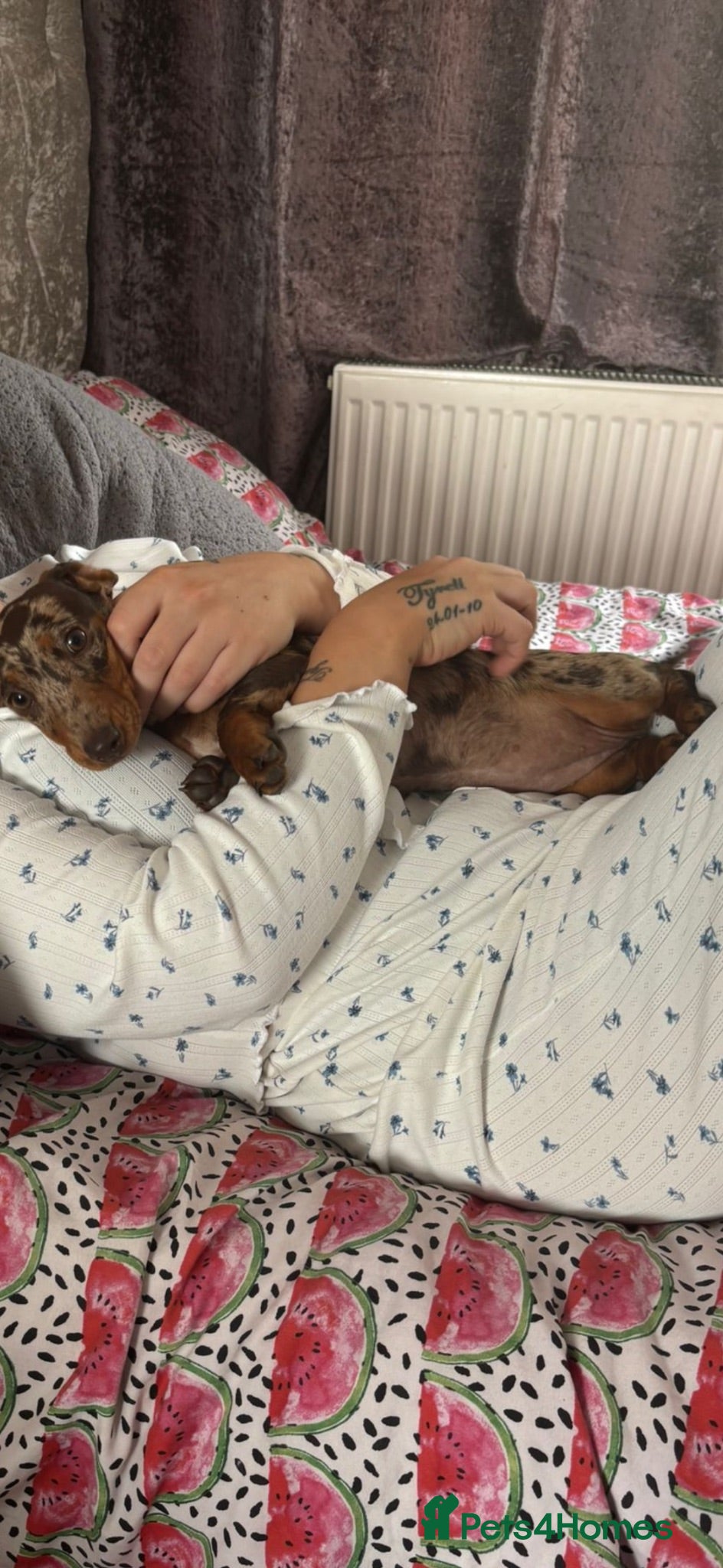 Dachshund dogs 6 months old girl chocolate dapple dachshund  - Advert 3