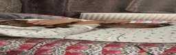 Dachshund dogs for sale: 6 months old girl chocolate dapple dachshund  in Nottingham - Advert 1