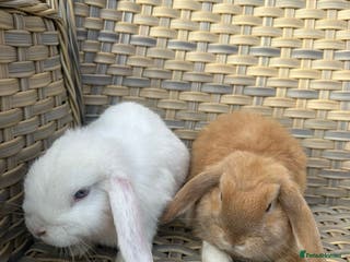 Mini Lop rabbits 2 mini lop baby rabbits. - Advert 9