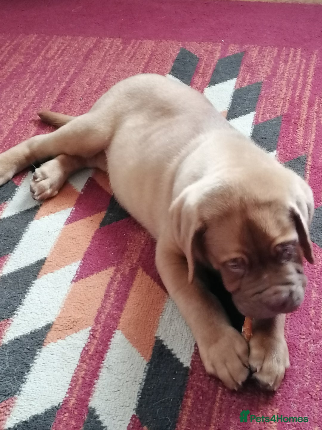 Dogue De Bordeaux dogs for sale: Gorgeous DOUGUE Babies - Image 16