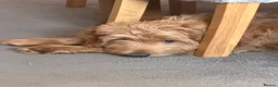 Mixed Breed dogs for sale: Australian double doodles  - Advert 6