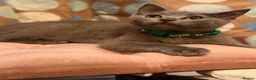 British Shorthair cats for sale: Gorgeous British shorthair 💙💙 - Advert 4