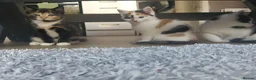 Mixed Breed cats for sale: 4 Beautiful cheeky kittens  - Advert 2