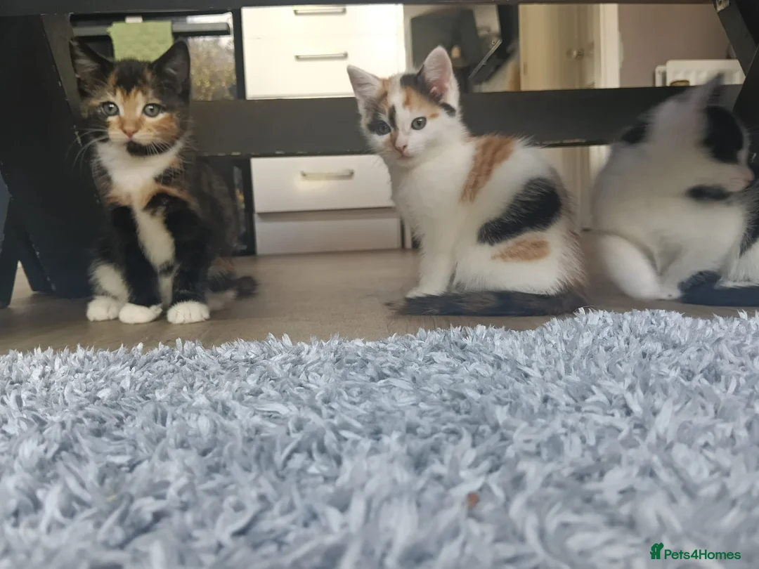 Mixed Breed cats for sale: 4 Beautiful cheeky kittens  - Advert 2
