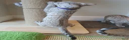 Bengal cats for sale: 🐆💕Very Beautiful Tica Registered Bengal Kittens. - Advert 23