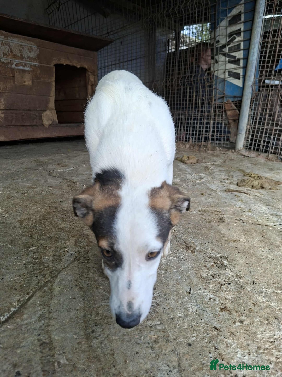 Mixed Breed dogs for adoption: Carrie - Stowmarket Suffolk  - Image 2