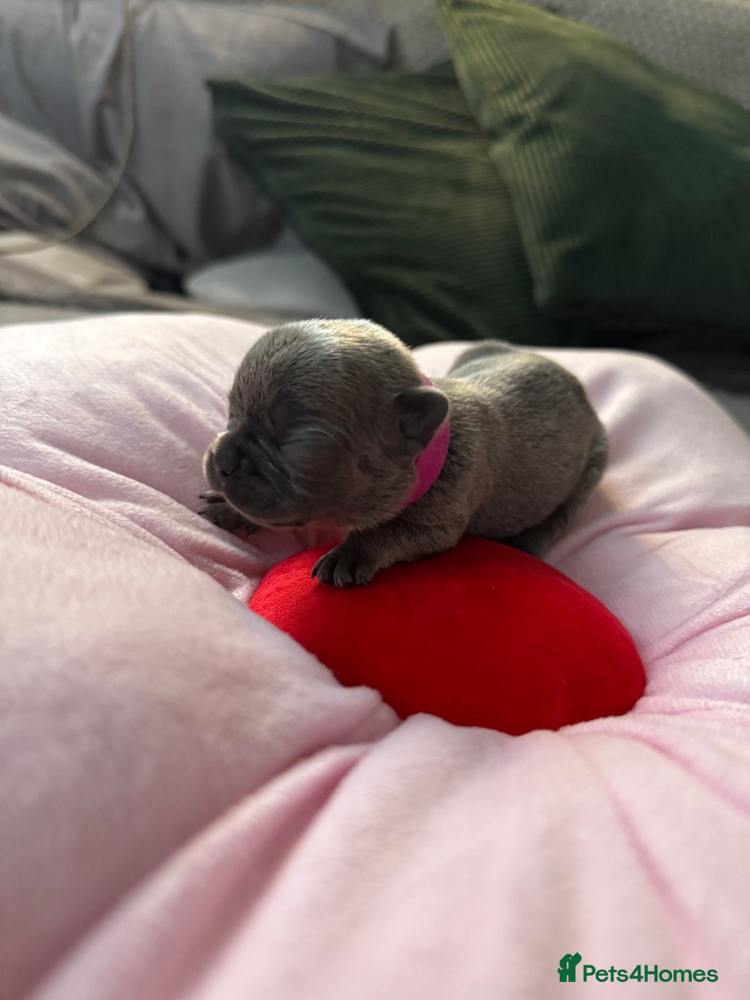 French Bulldog dogs for sale: 🎉 New years pups 🎉 7 adorable French bulldog pup - Advert 11
