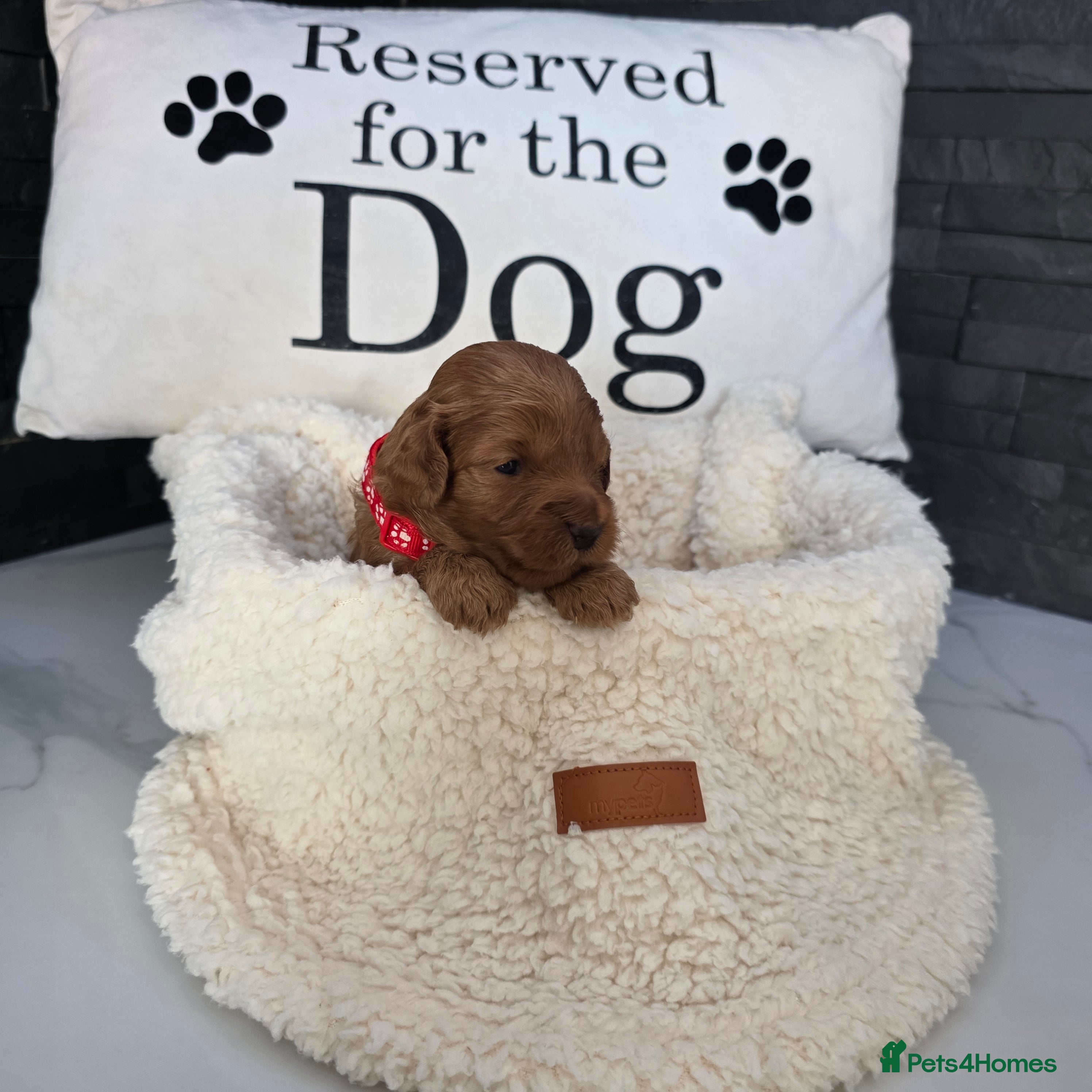 Cockapoo dogs for sale: Adorable f2 cockapoo  in Swadlincote - Advert 3