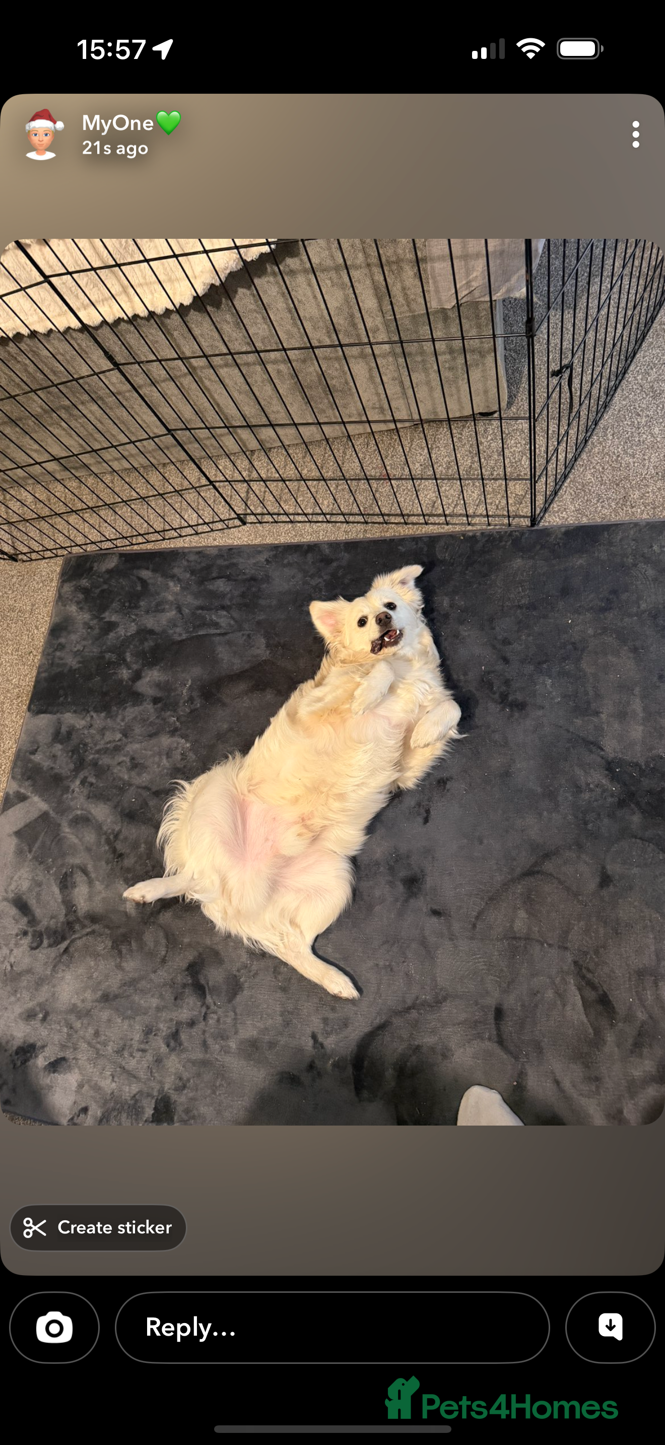 Mixed Breed dogs Meet Teddy!  - Advert 1