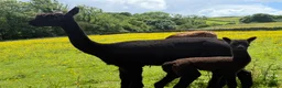 Alpaca livestock for sale: Pedigree female and cria - Advert 4
