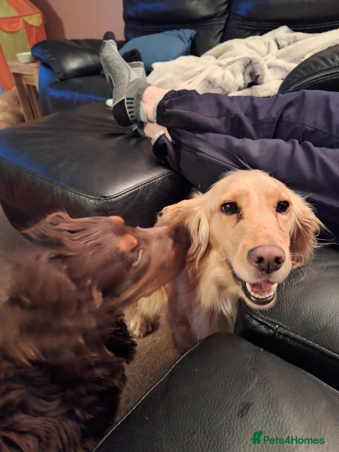 Cocker Spaniel dogs for sale: 8 Beautiful KC Reg Cocker Spaniel Puppies - Advert 3