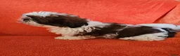 Shih Tzu dogs for sale: Show potential KC registered standard shih tzu boy - Advert 1