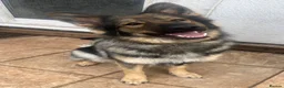 German Shepherd dogs for sale: Urgent rehome of Female GSD - Advert 2