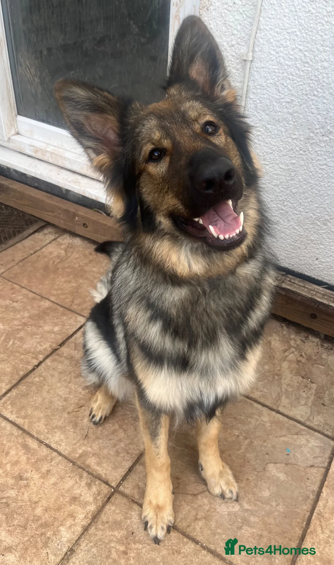 German Shepherd dogs for sale: Urgent rehome of Female GSD - Advert 2
