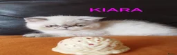 Persian cats for sale: STUNNING GCCF PERSIAN EXOTIC BABIES - Advert 11