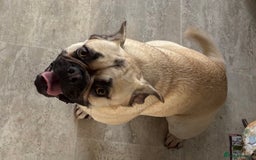 Frug dogs for sale: Frug for sale - Image 1