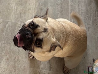 Frug dogs for sale - Advert 1