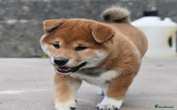 Japanese Shiba Inu dogs for sale: Japanese Shiba Inu Puppy 1 - 🏆 Bloodline health tested Shiba Inu Puppies  - Image 3