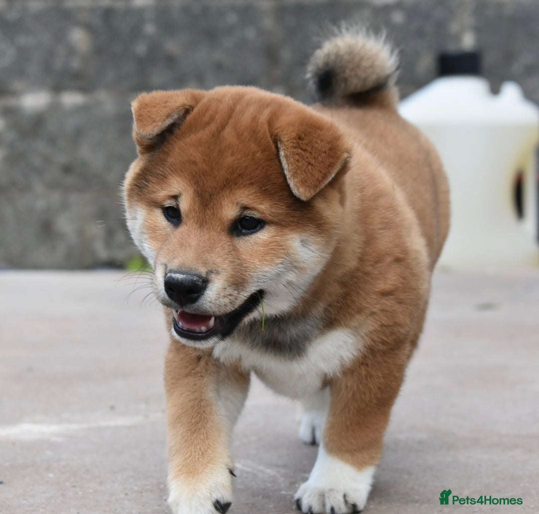 Japanese Shiba Inu dogs for sale: Japanese Shiba Inu Puppy 1 - 🏆 Bloodline health tested Shiba Inu Puppies  - Image 3