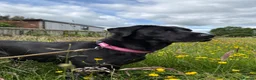 Labrador Retriever dogs for sale: KC Labrador Retrievers - Advert 2