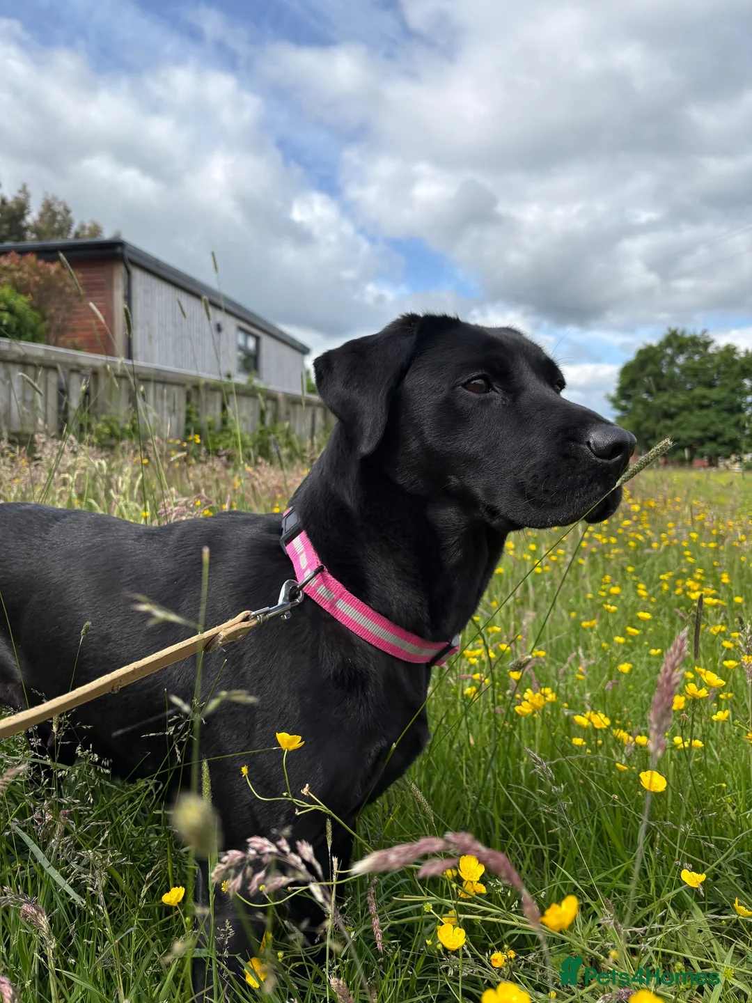 Labrador Retriever dogs for sale: KC Labrador Retrievers - Advert 2