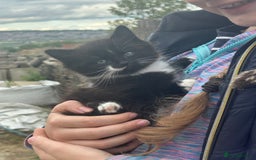 Mixed Breed cats for sale: Beautiful kittens long and short haired  - Image 4