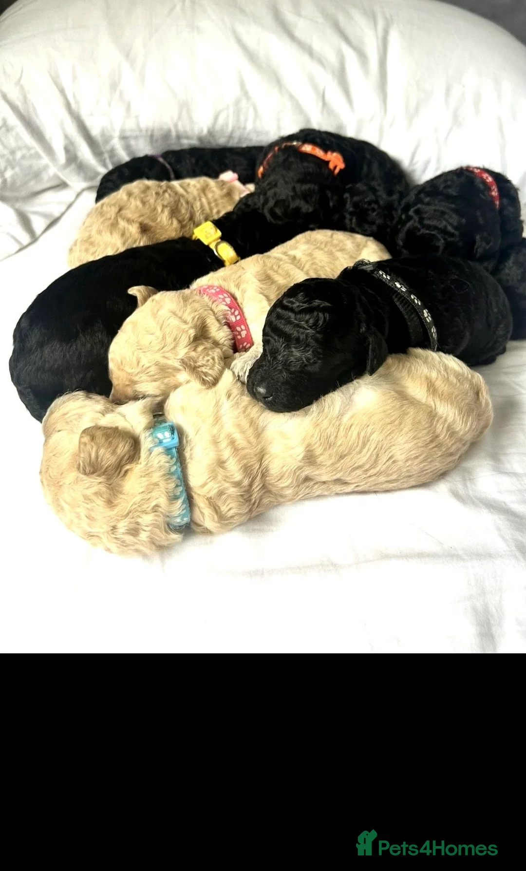 Labradoodle dogs for sale: Stunning f1bb standard labradoodles   - Advert 1