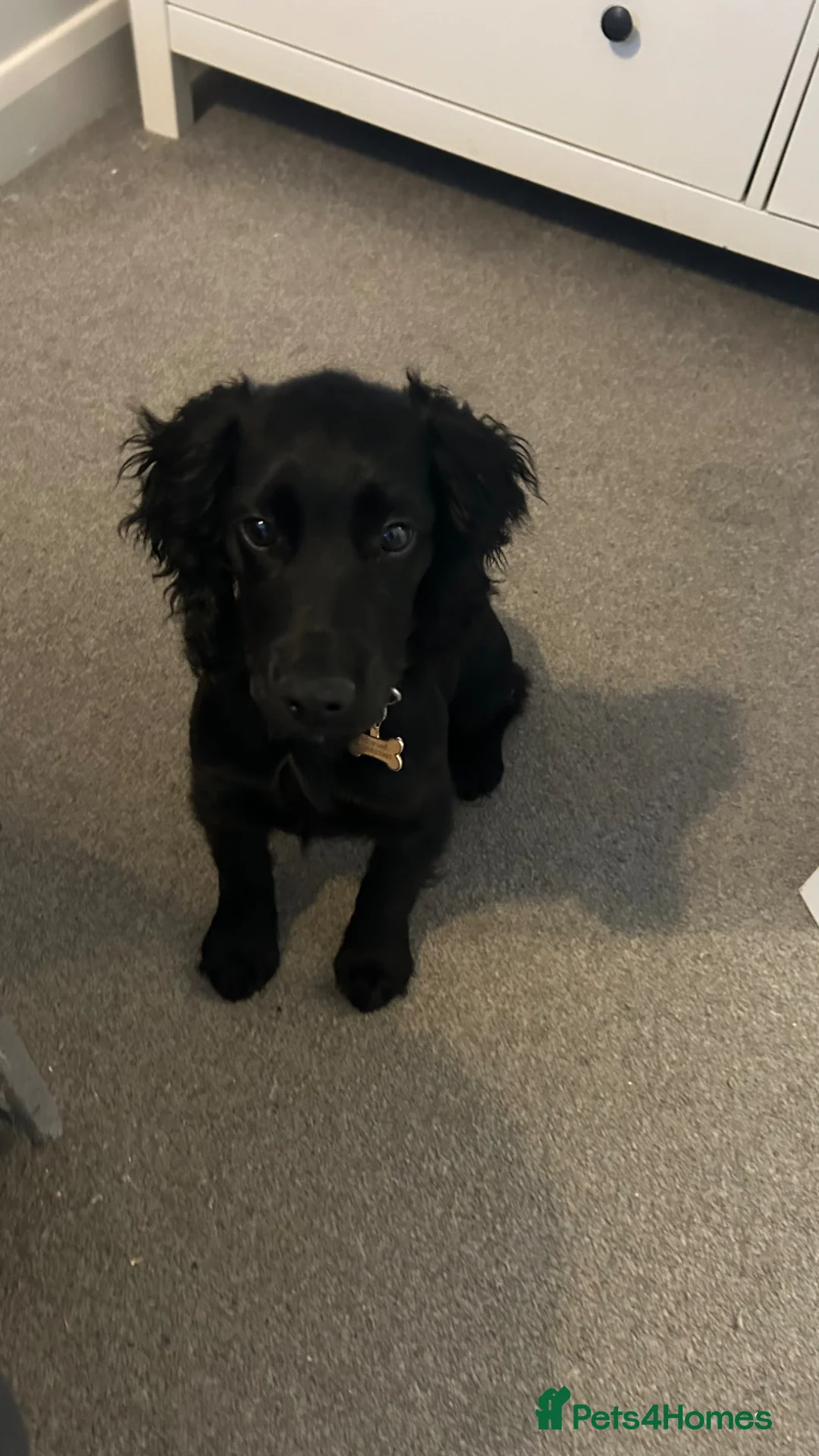 Cocker Spaniel dogs for sale: 5 month old Working Cocker Spaniel  - Advert 2