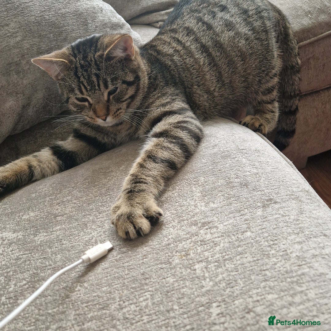 Mixed Breed cats for sale: Beautiful 18mth old Boy cat  - Advert 3