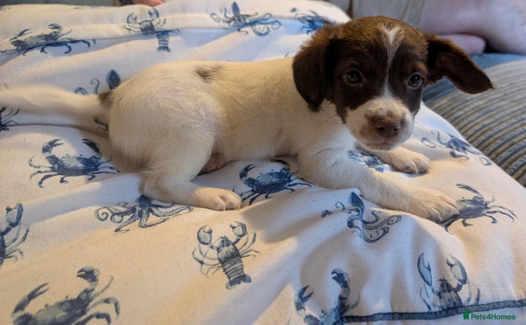 Mixed Breed dogs - Advert 1