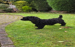 Double Doodle dogs for sale: Just two girls left. Looking for forever homes - Image 11