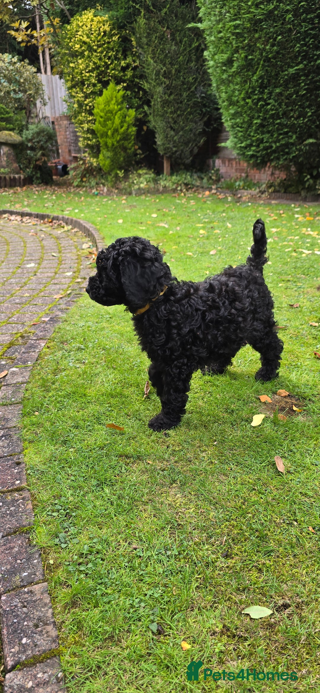 Double Doodle dogs for sale: Just two girls left. Looking for forever homes - Image 11