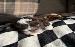 Shihpoo dogs for sale: Adorable Shih Tzu x Toy Poodle (Shih-Poo) Puppies - Image 2
