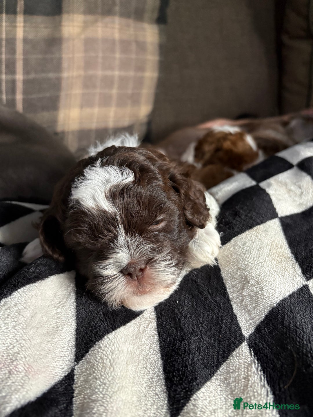 Shihpoo dogs for sale: Adorable Shih Tzu x Toy Poodle (Shih-Poo) Puppies - Image 2