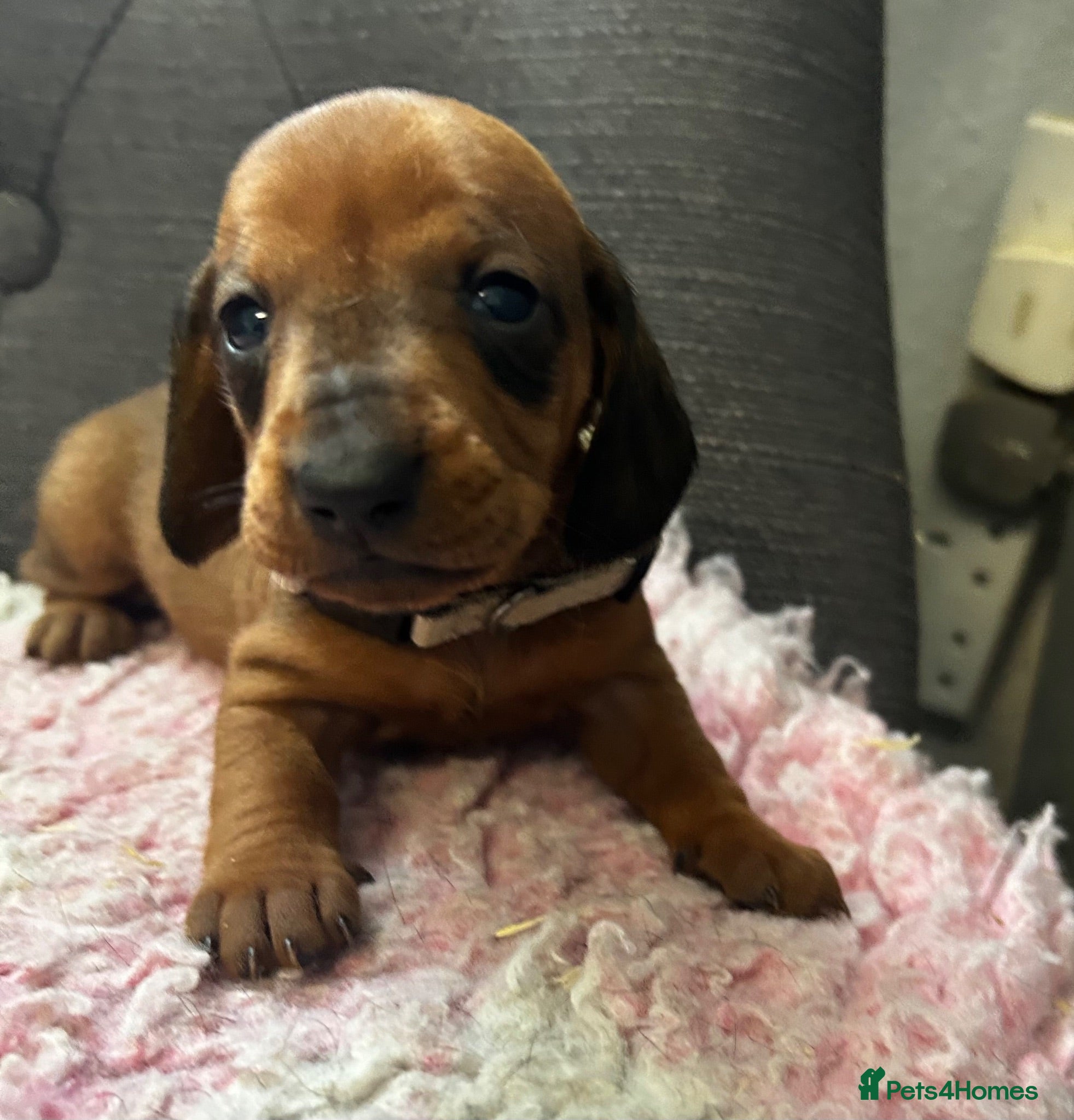 Dachshund dogs QUALITY KC STANDARD SMOOTH DAHSHUNDS  - Advert 1