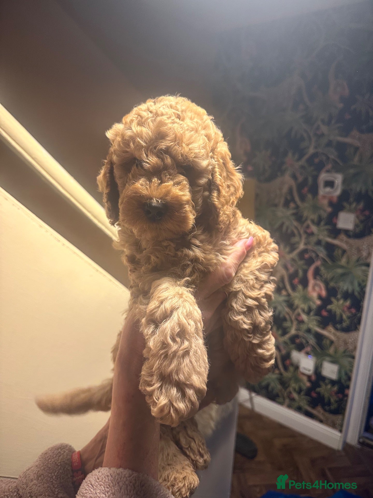 Cockapoo dogs READY Today Cockerpoo puppies F1B - Advert 15