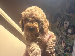 Cockapoo dogs READY Today Cockerpoo puppies F1B - Advert 2