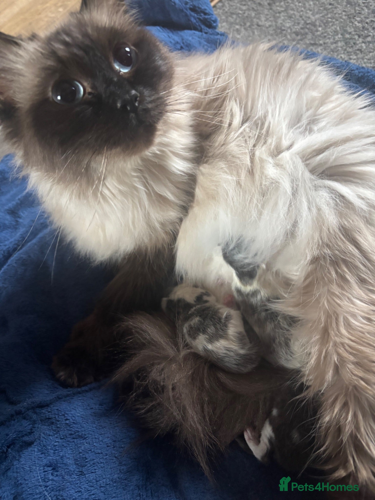 Ragdoll cats Ragdoll x kittens  - Advert 8