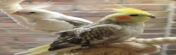 Cockatiels birds for sale: Young Cockatiels - Advert 5