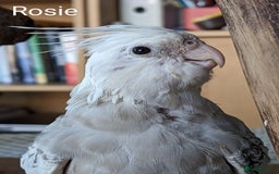 Cockatiels birds for sale: Hand-Reared male + female Cockatiels - Image 21