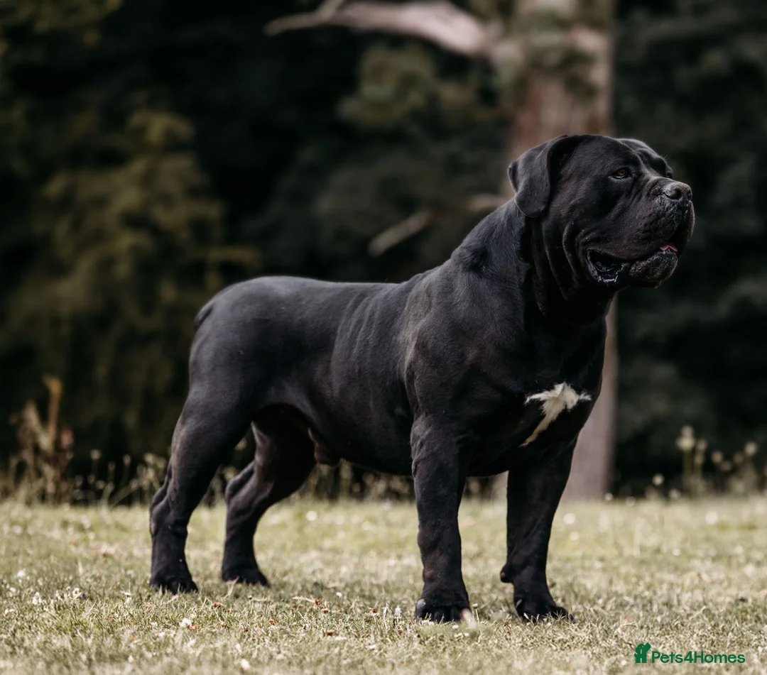 Boerboel dogs for sale: Females available from Topguard Kennels   - Advert 2