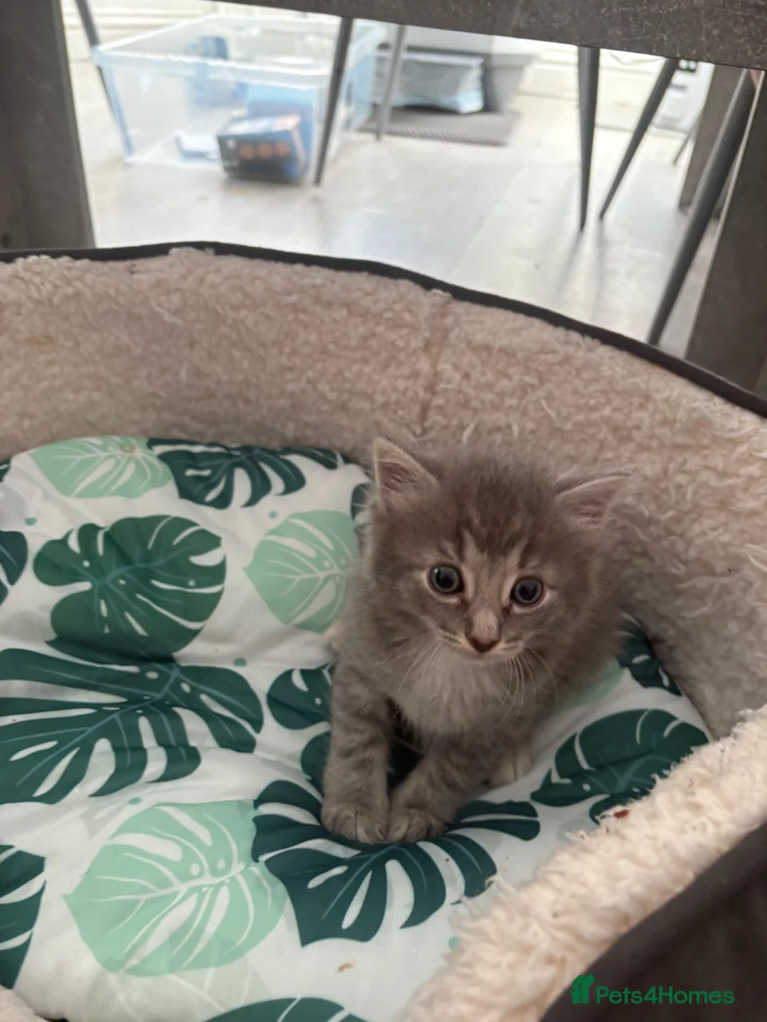Mixed Breed cats for sale: Grey fluffy male kitten - Advert 4