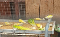 Canaries birds for sale: Canaries - Image 4