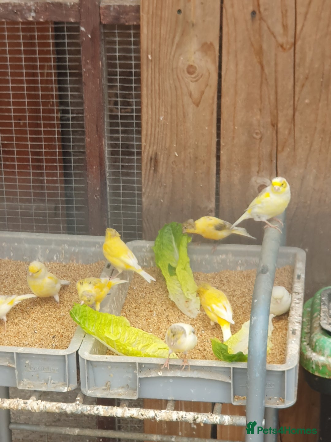 Canaries birds for sale: Canaries - Image 4