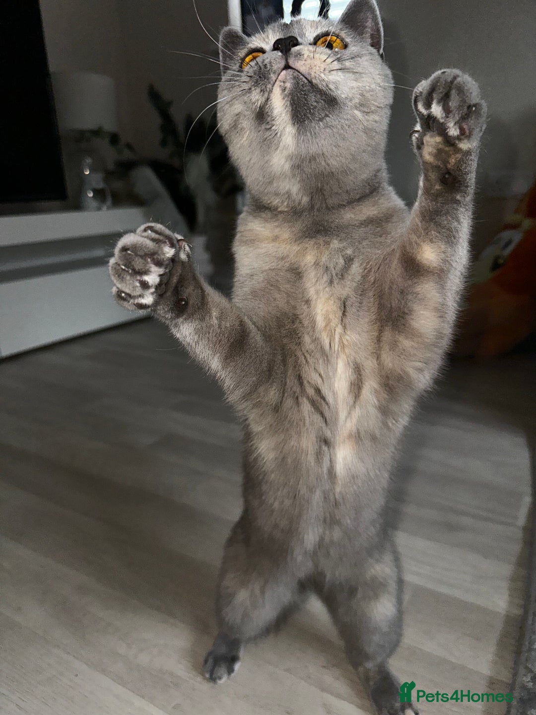 British Shorthair cats for sale: British short hair x Scottish fold  - Image 3