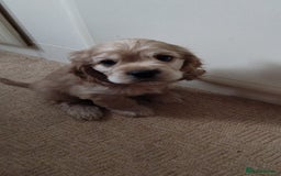Mixed Breed dogs for sale: CavalierxCocker Spaniel Puppies -Both Parents Here - Image 8