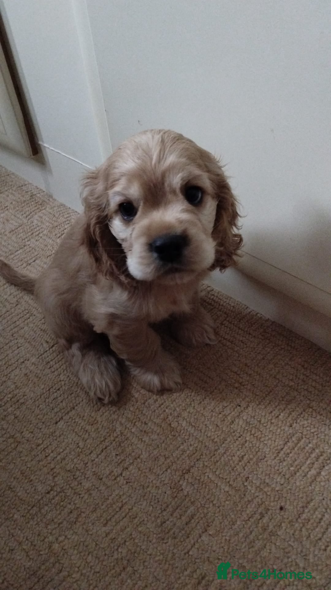 Mixed Breed dogs for sale: CavalierxCocker Spaniel Puppies -Both Parents Here - Image 8