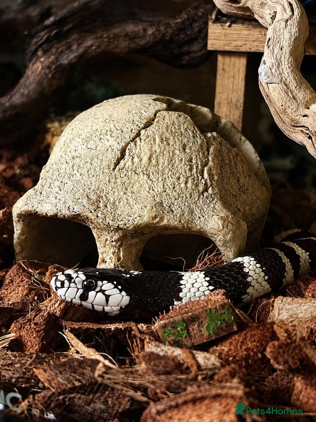 King Snake reptiles California King Snake  - Advert 5